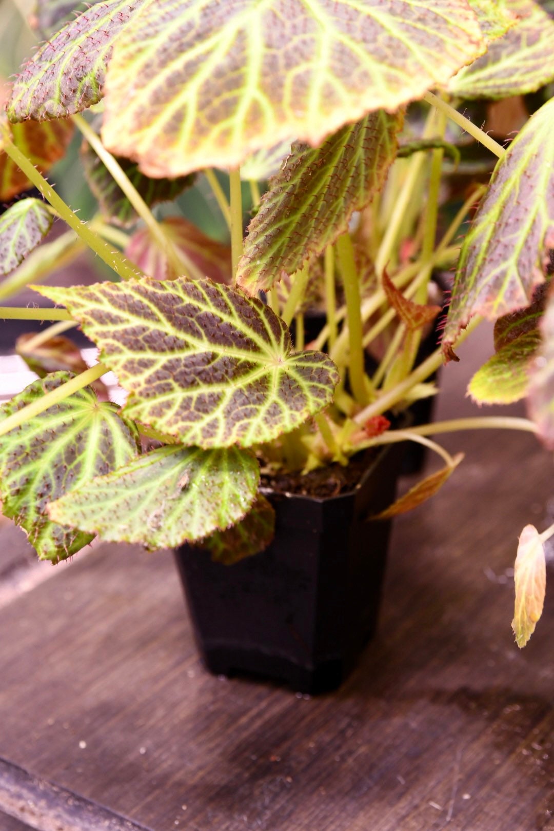 Begonia Chloroneura