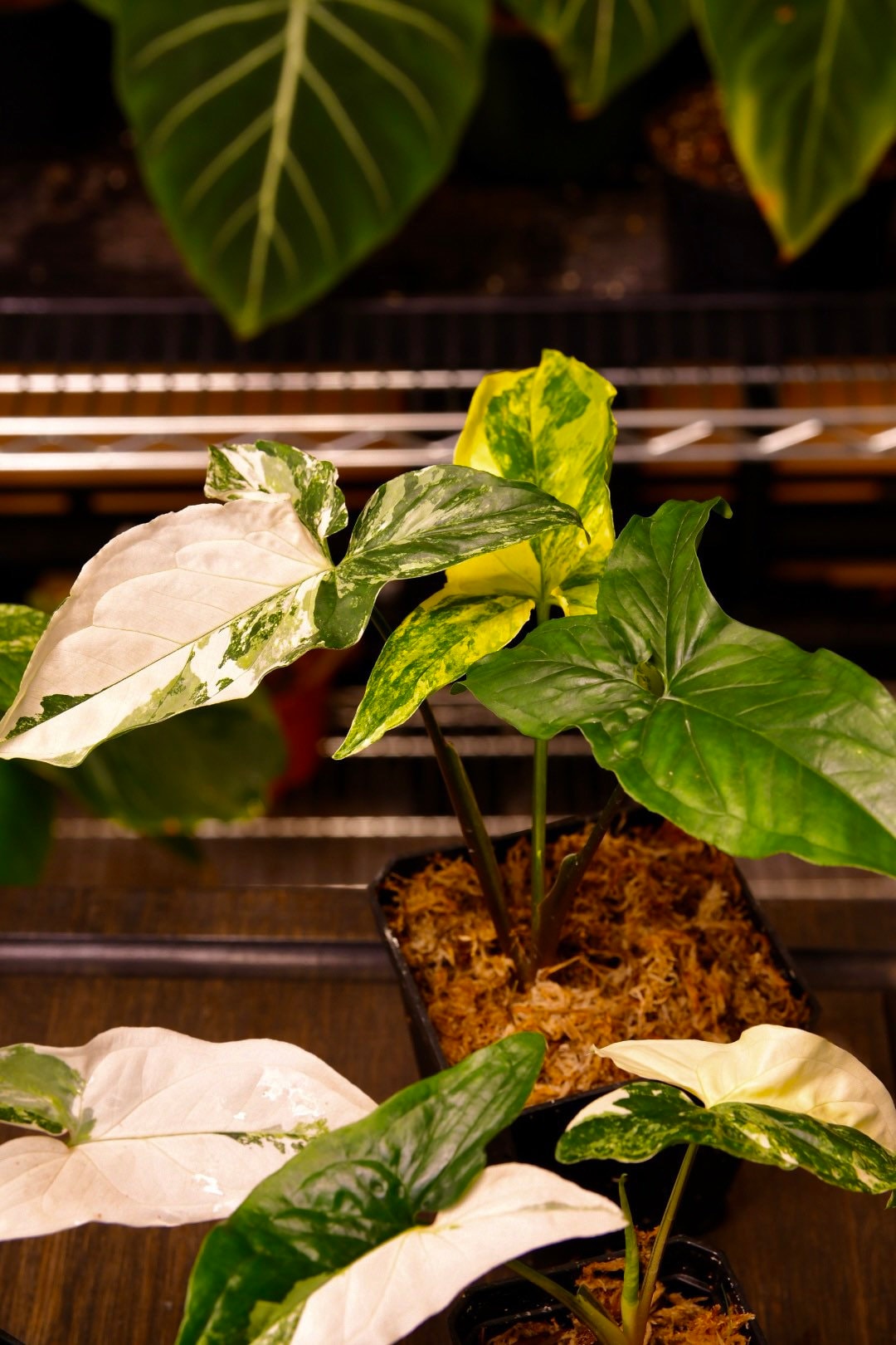 Syngonium Albo