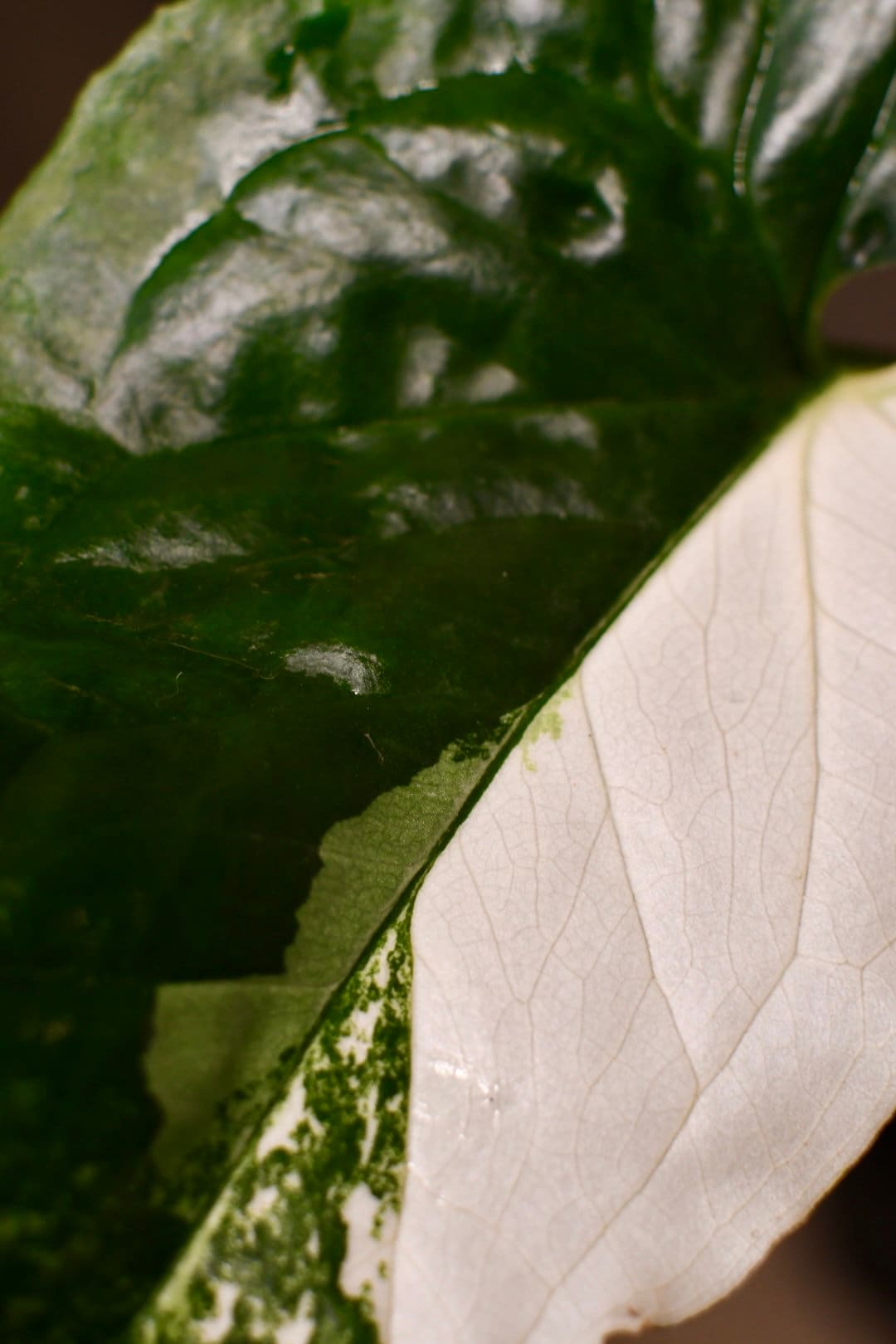 Syngonium Albo