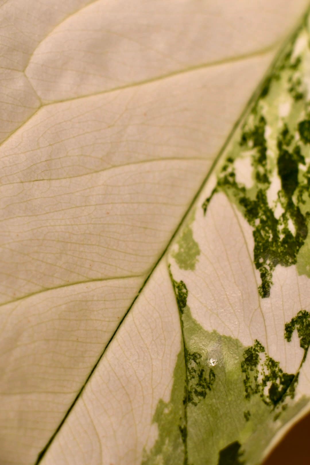 Syngonium Albo