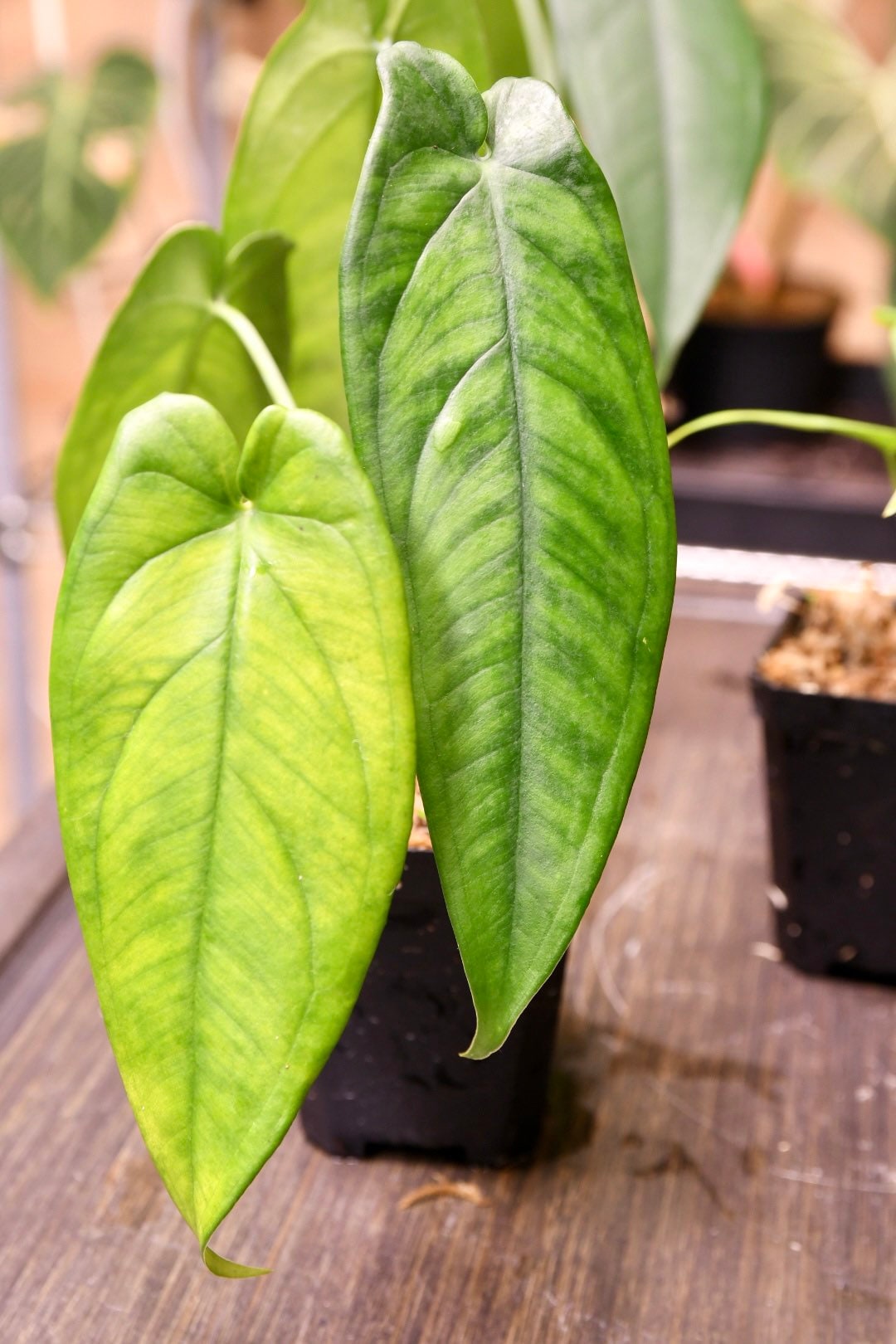 Syngonium Macrophyllum