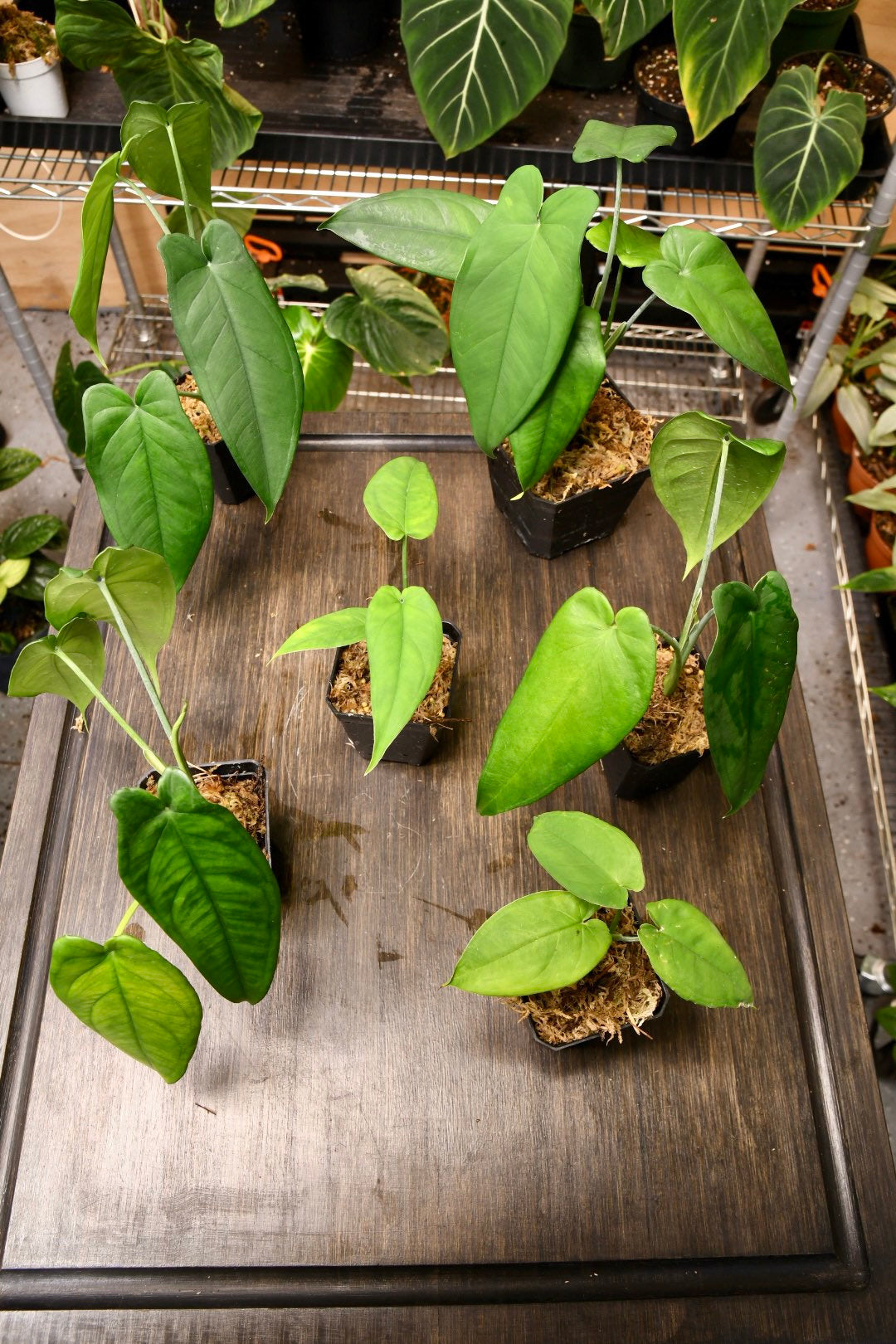 Syngonium Macrophyllum