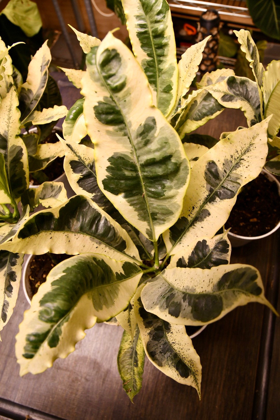 Codiaeum Variegatum Andrew