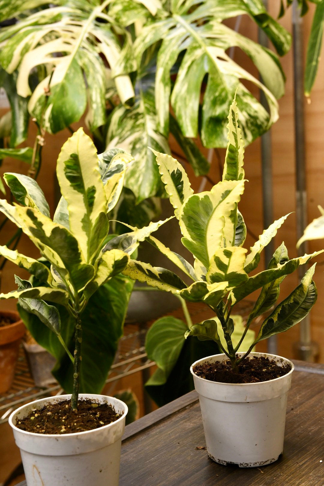 Codiaeum Variegatum Andrew