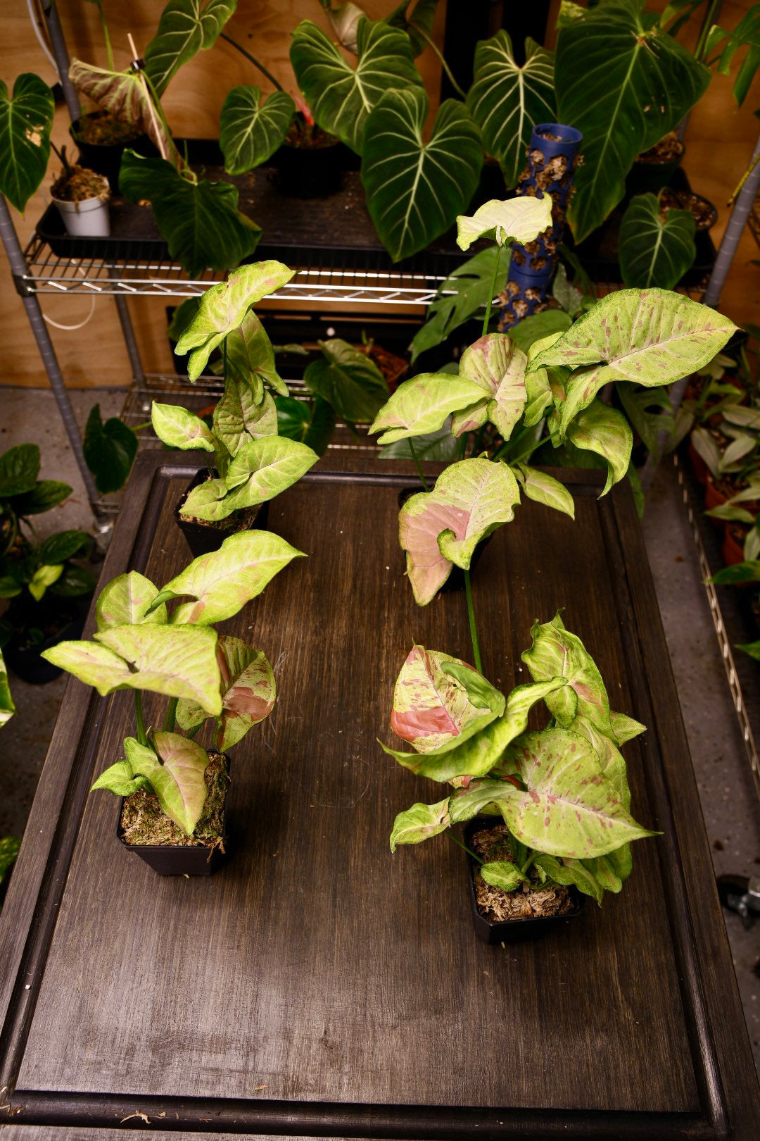 Syngonium Confetti