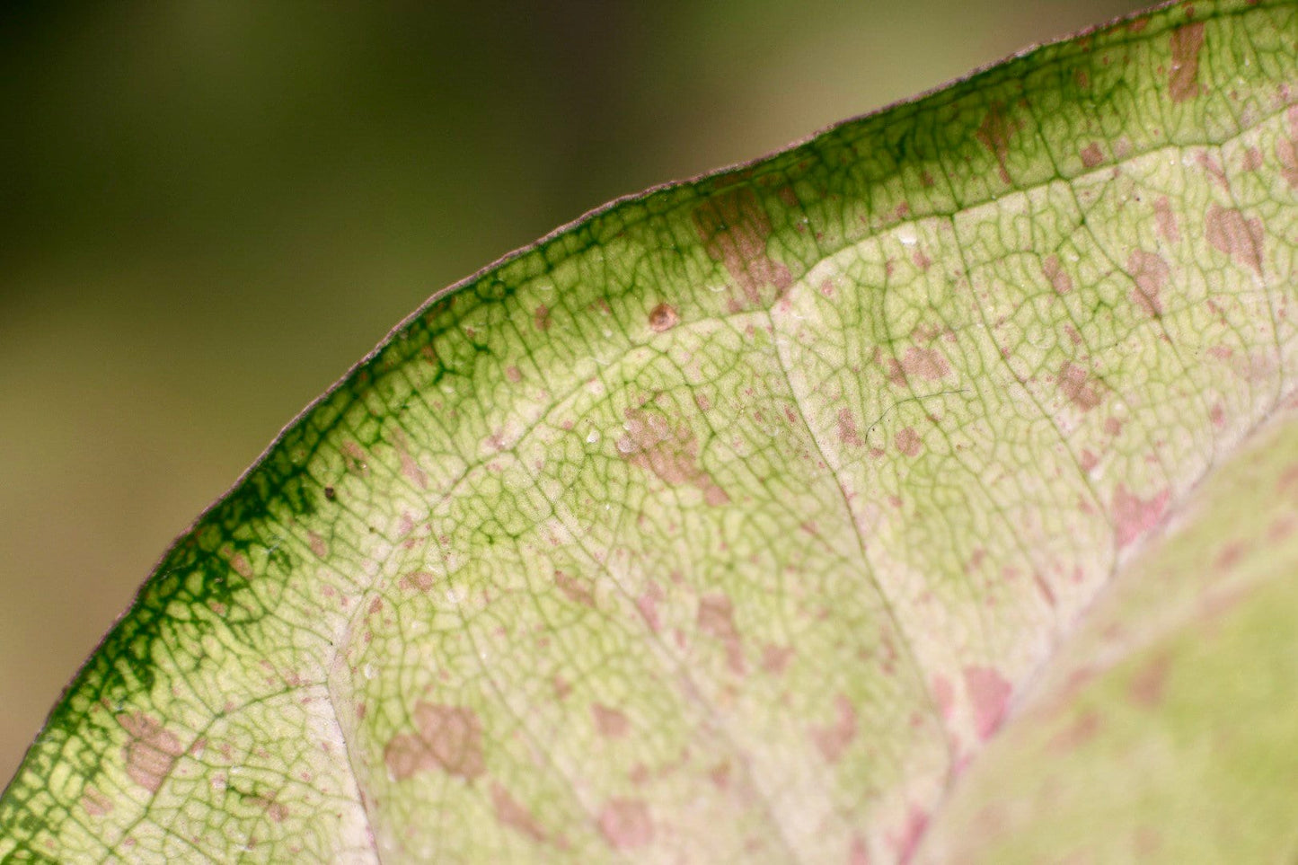 Syngonium Confetti