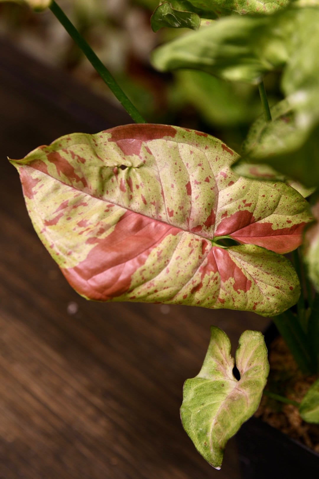 Syngonium Confetti