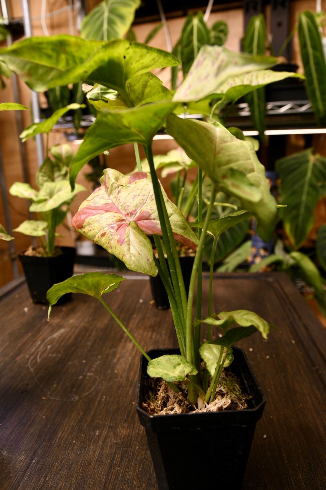 Syngonium Confetti