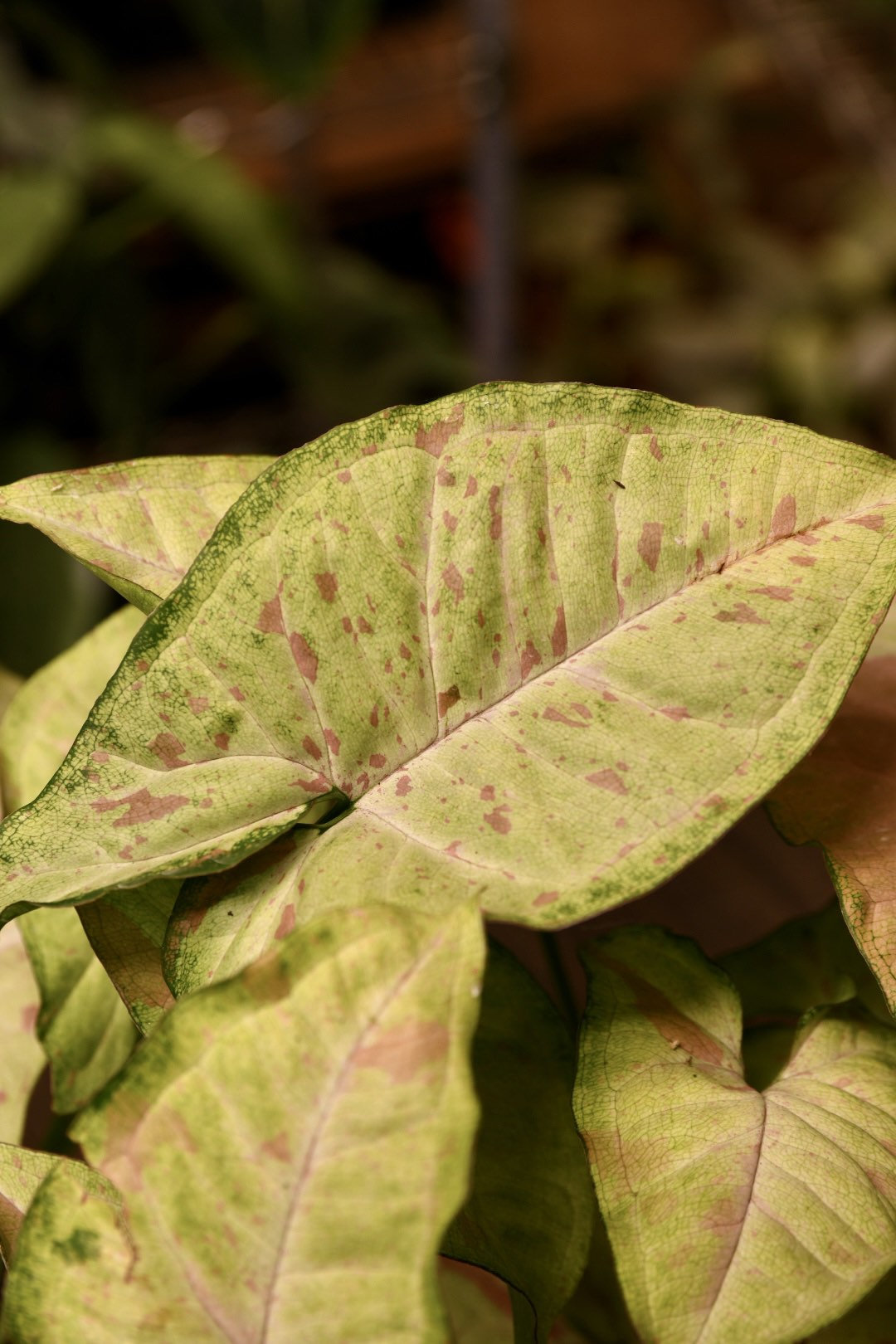 Syngonium Confetti