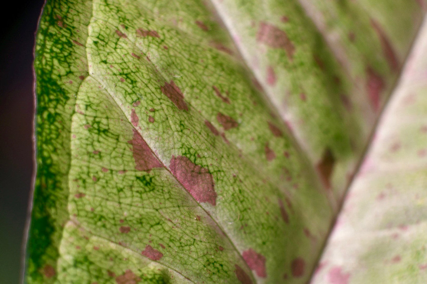 Syngonium Confetti