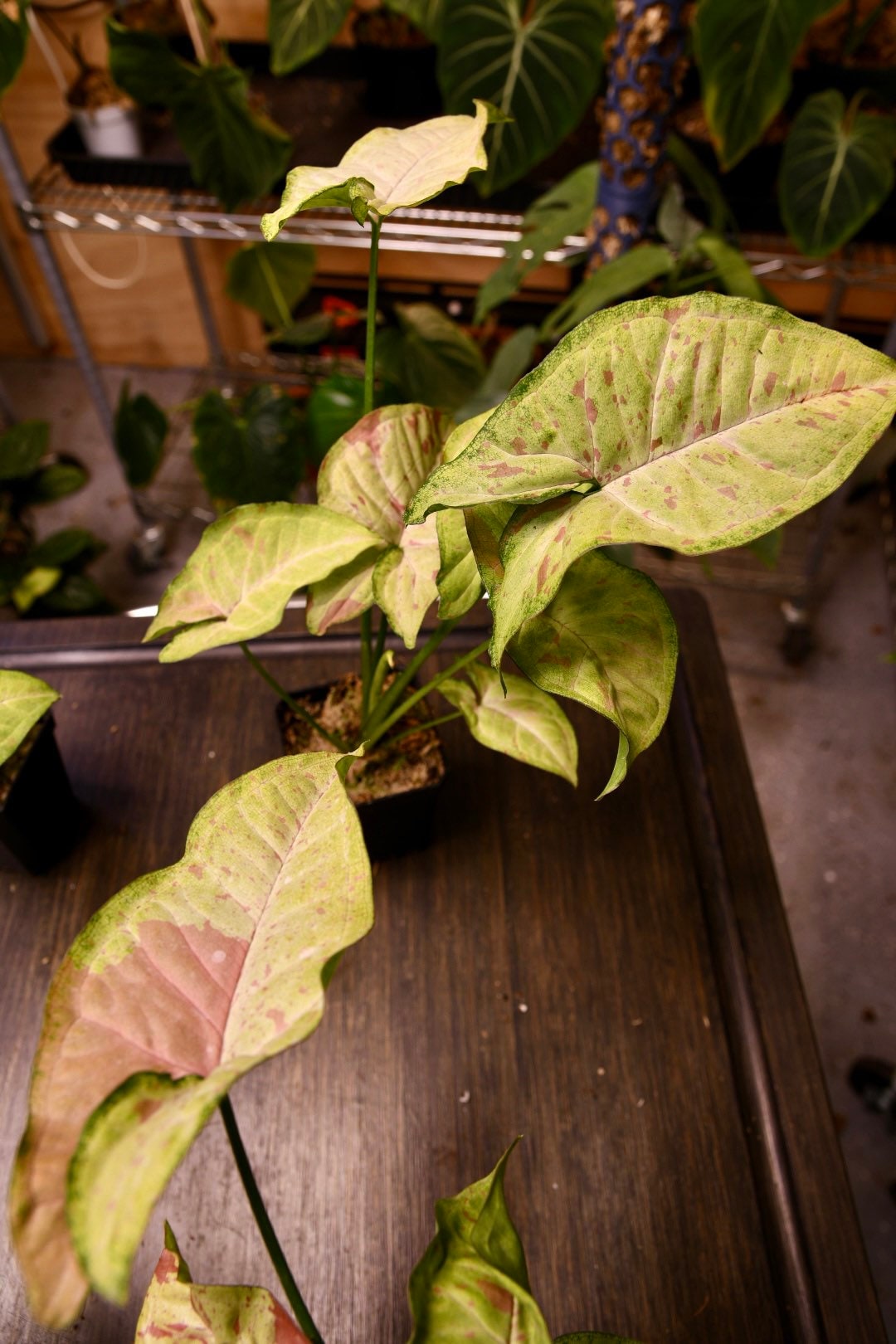 Syngonium Confetti