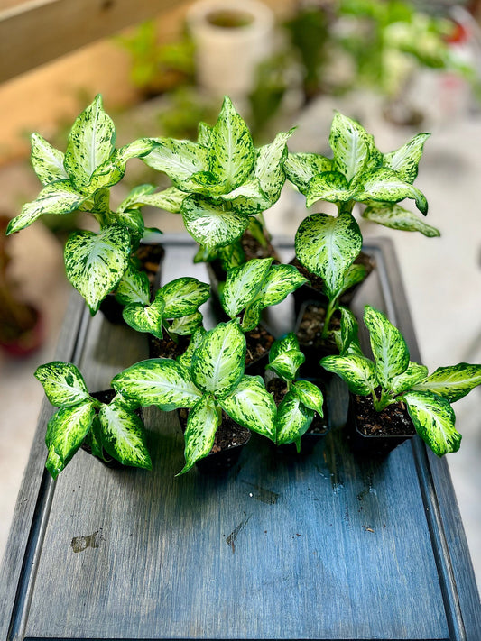 Dieffenbachia Compacta