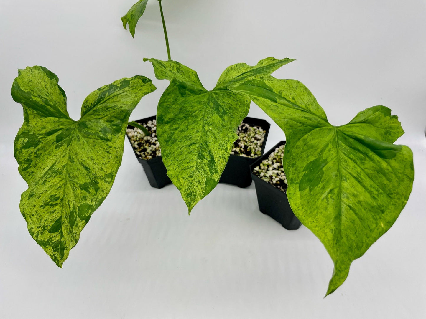 Syngonium Mottled Mojito
