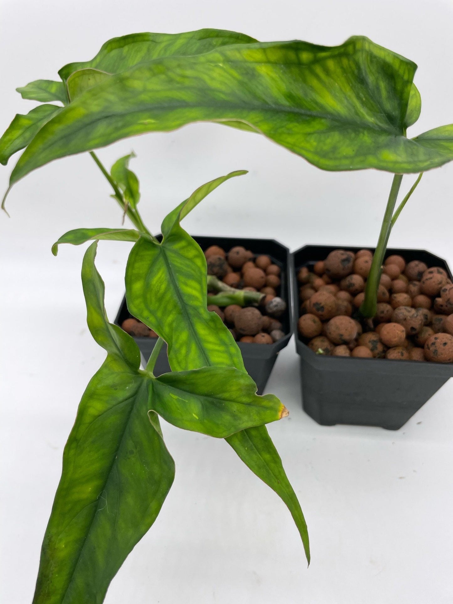 Syngonium Lance Leaf