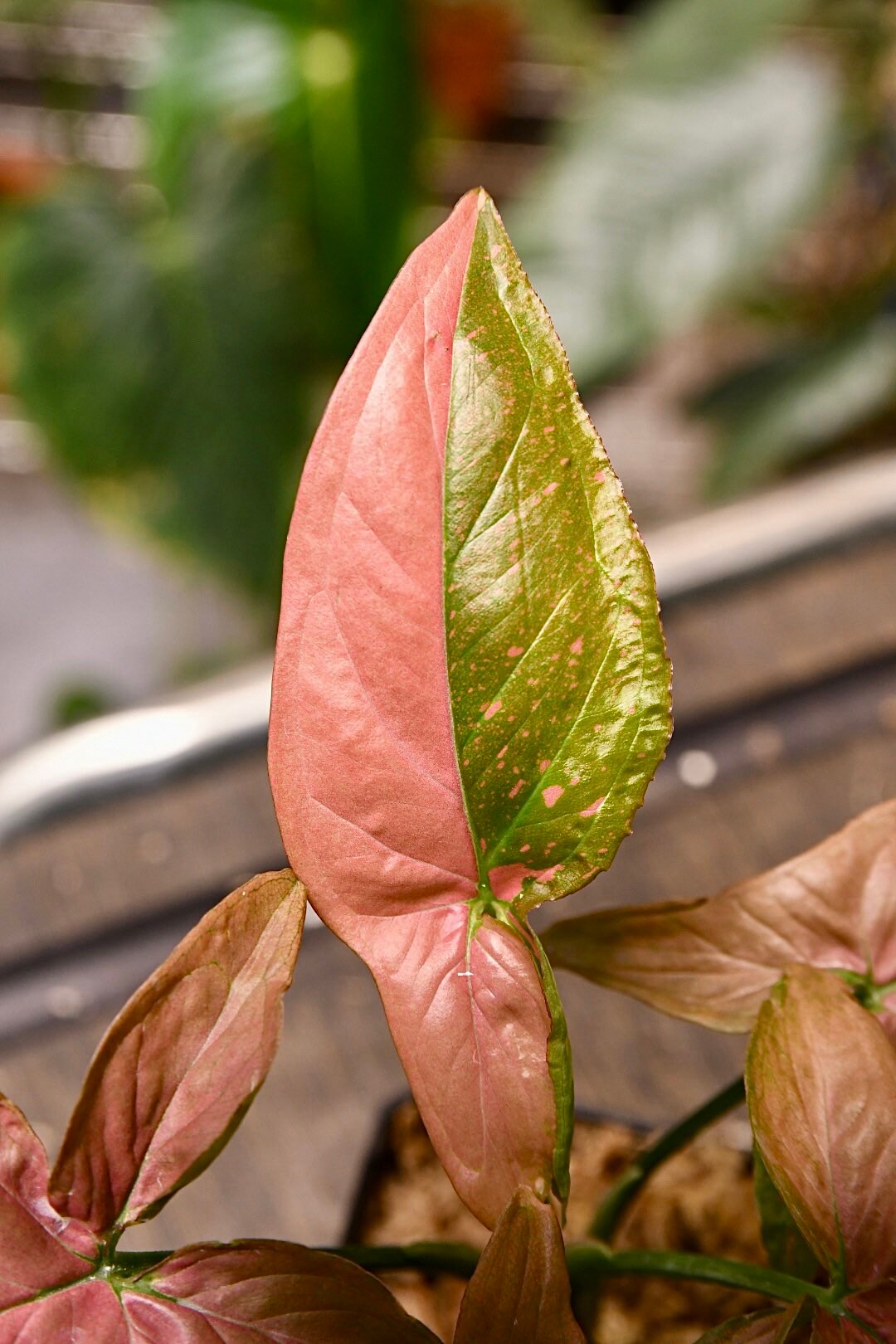 Syngonium Pink Splash