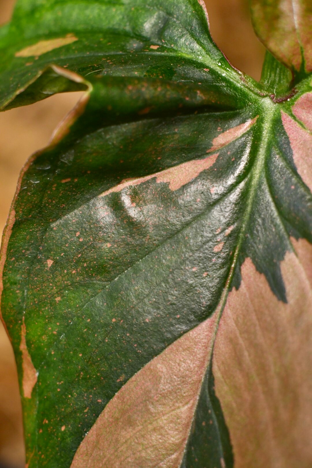 Syngonium Pink Splash