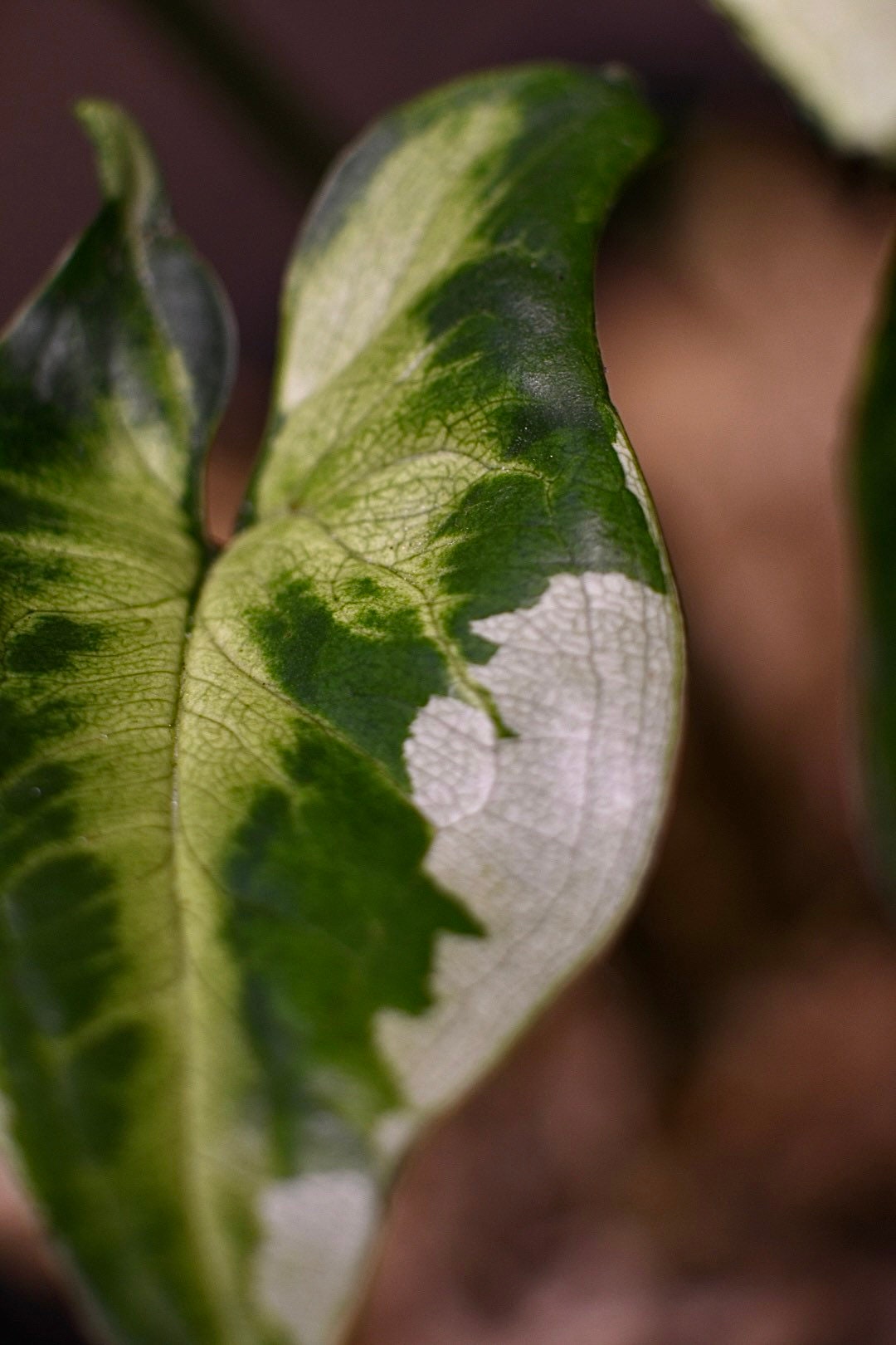 Syngonium Three Kings