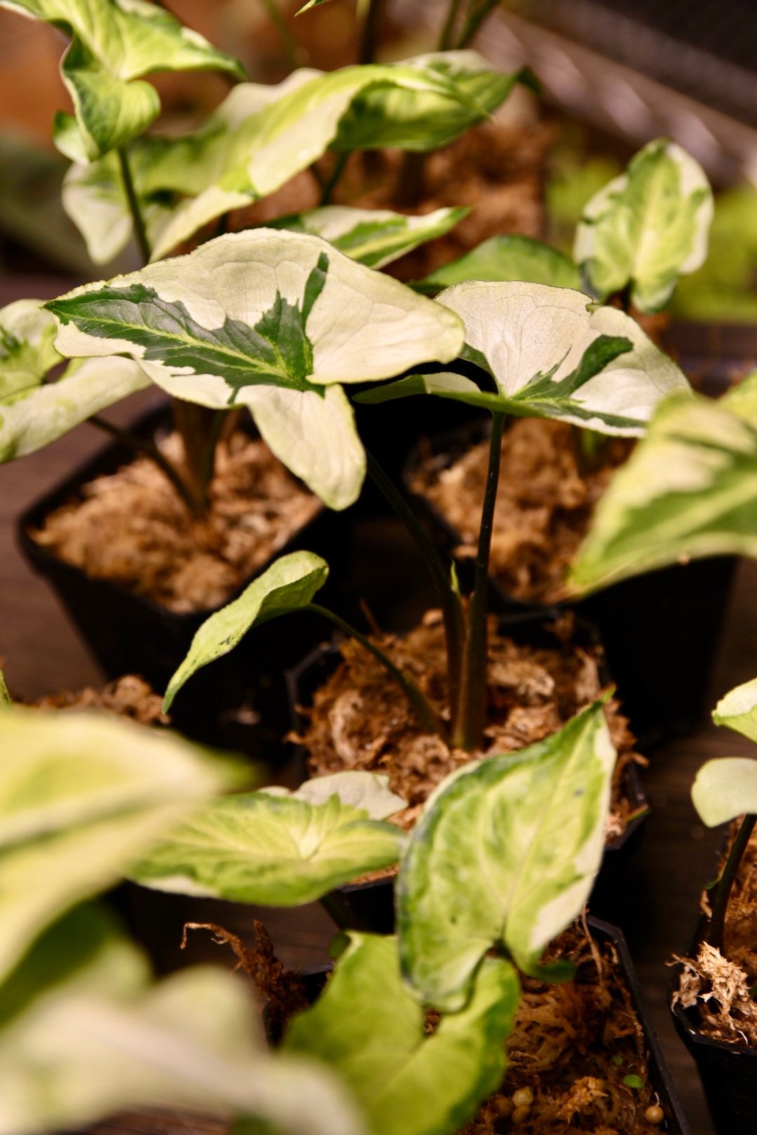 Syngonium Three Kings