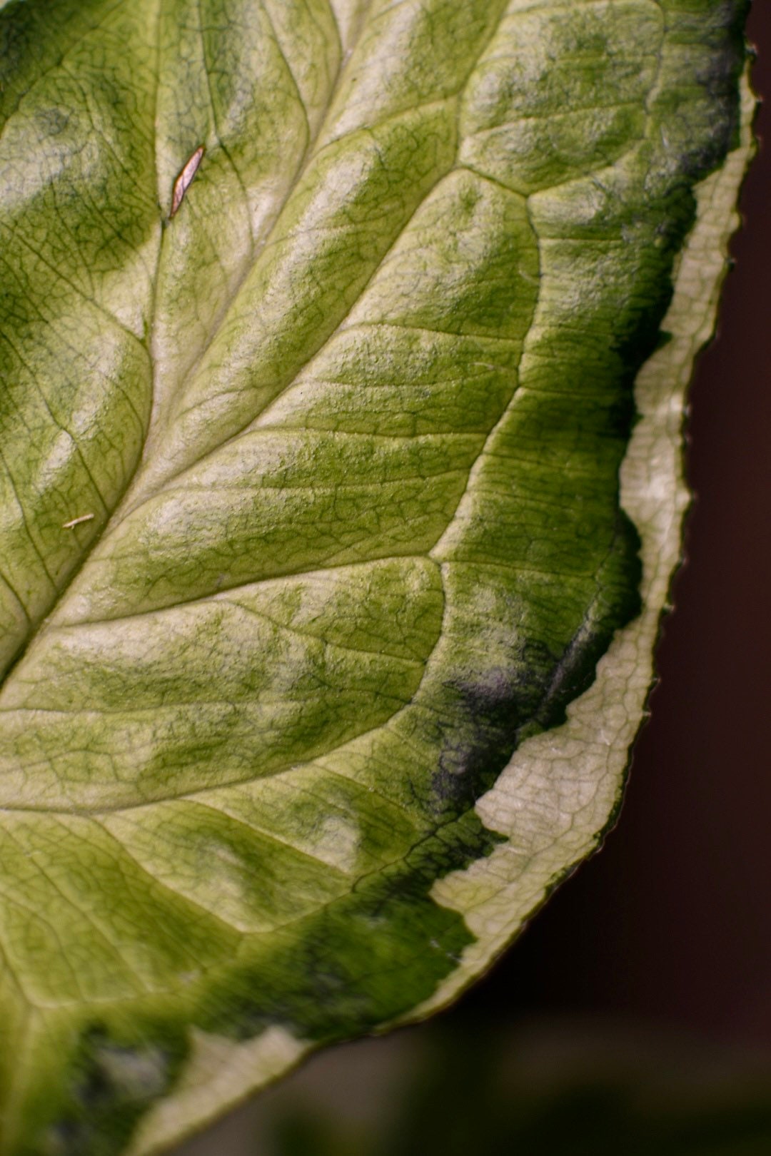 Syngonium Three Kings