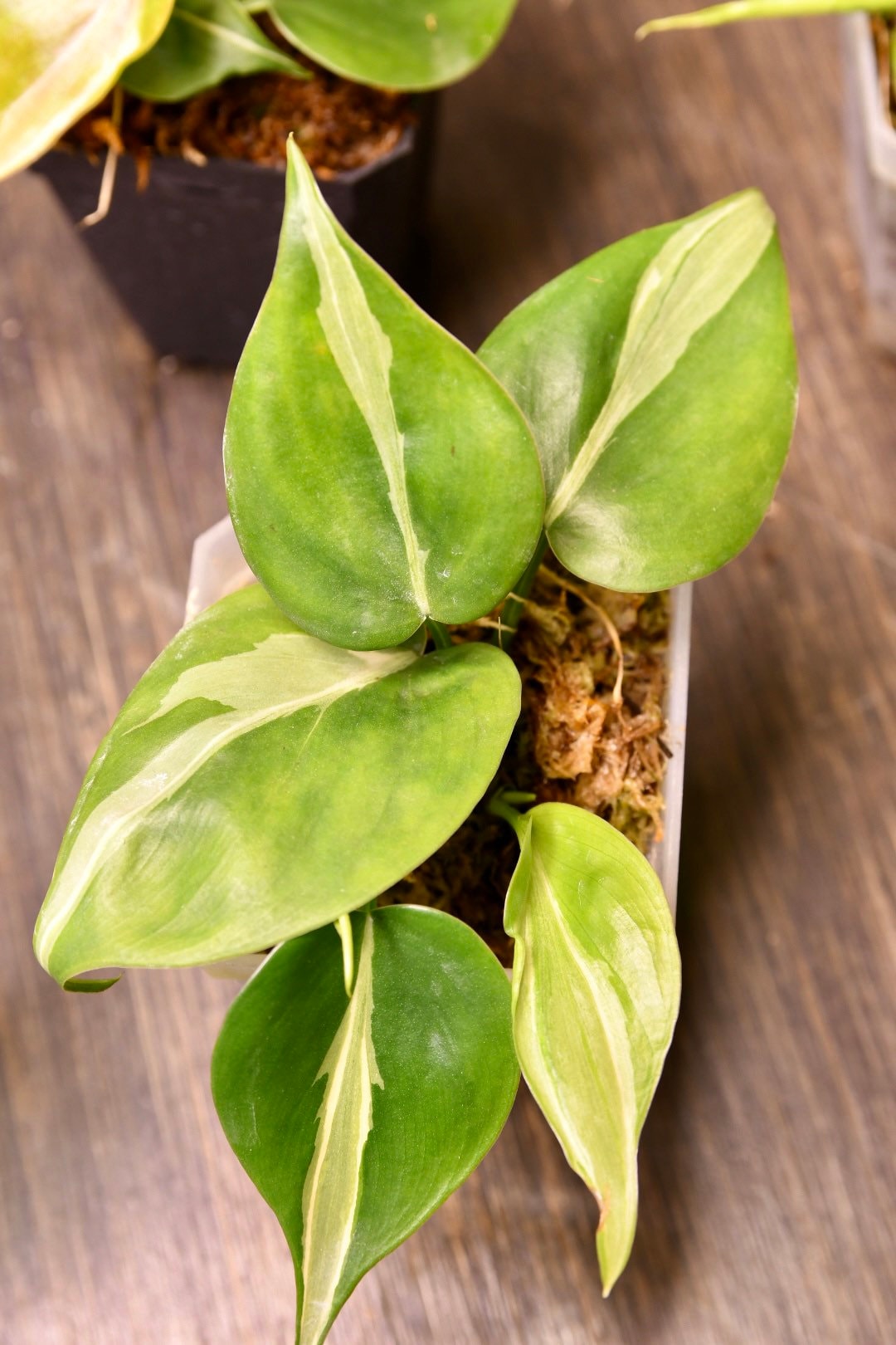 Philodendron Rio