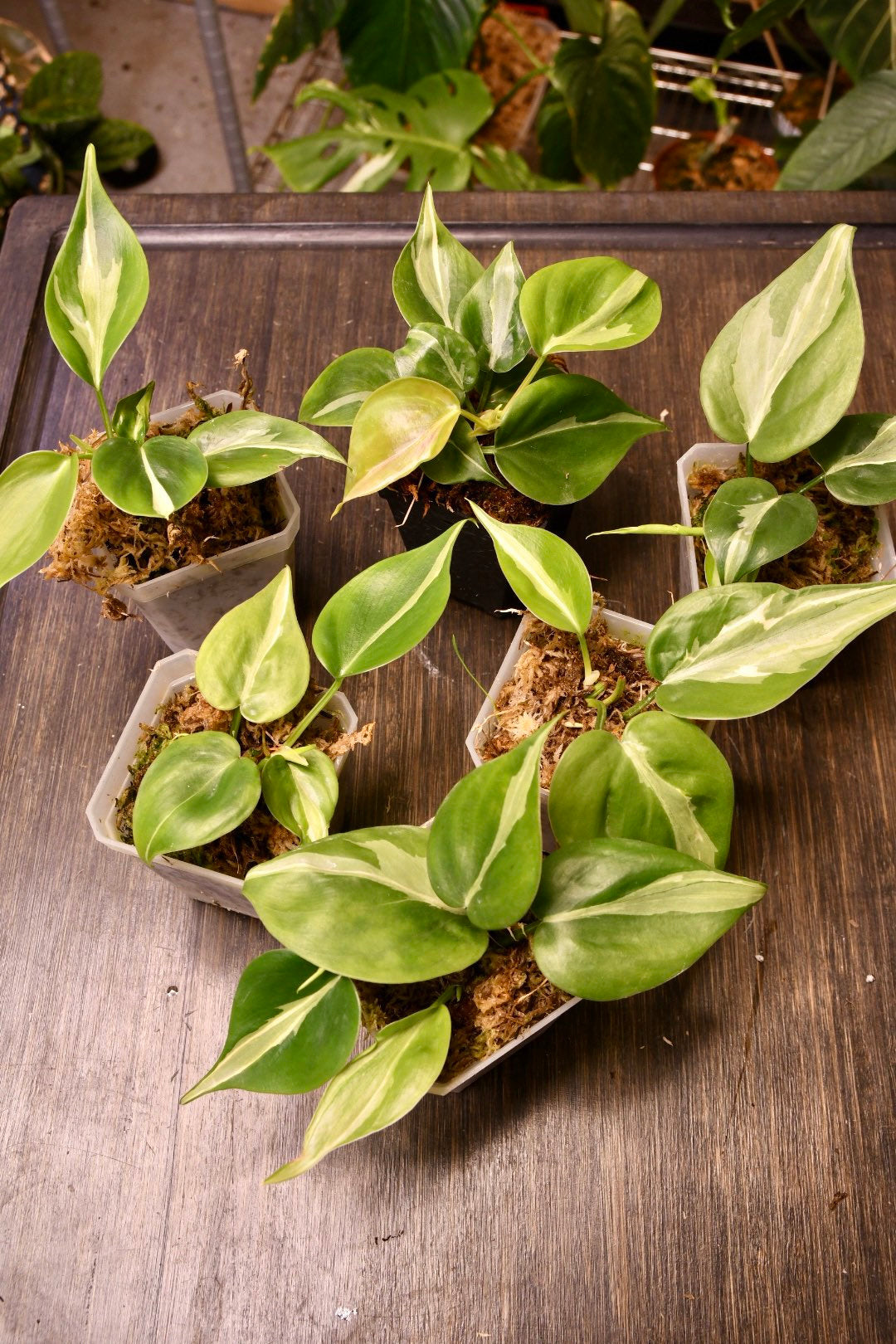 Philodendron Rio