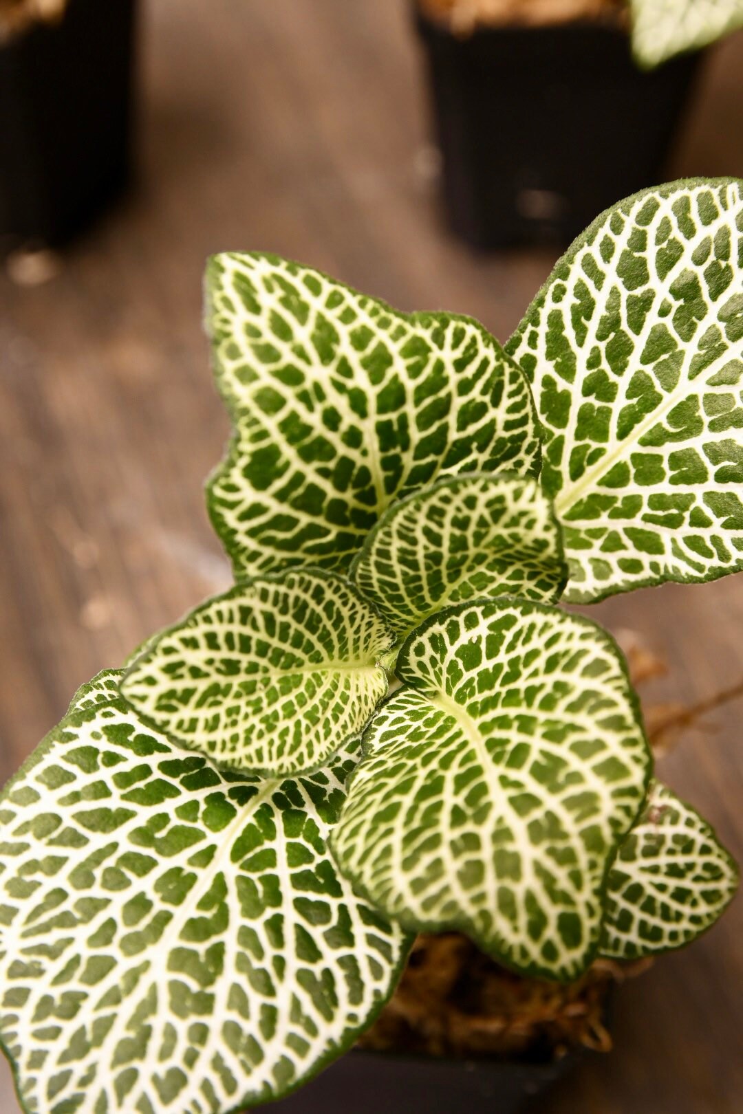 Fittonia Albivenis Nerve Plant