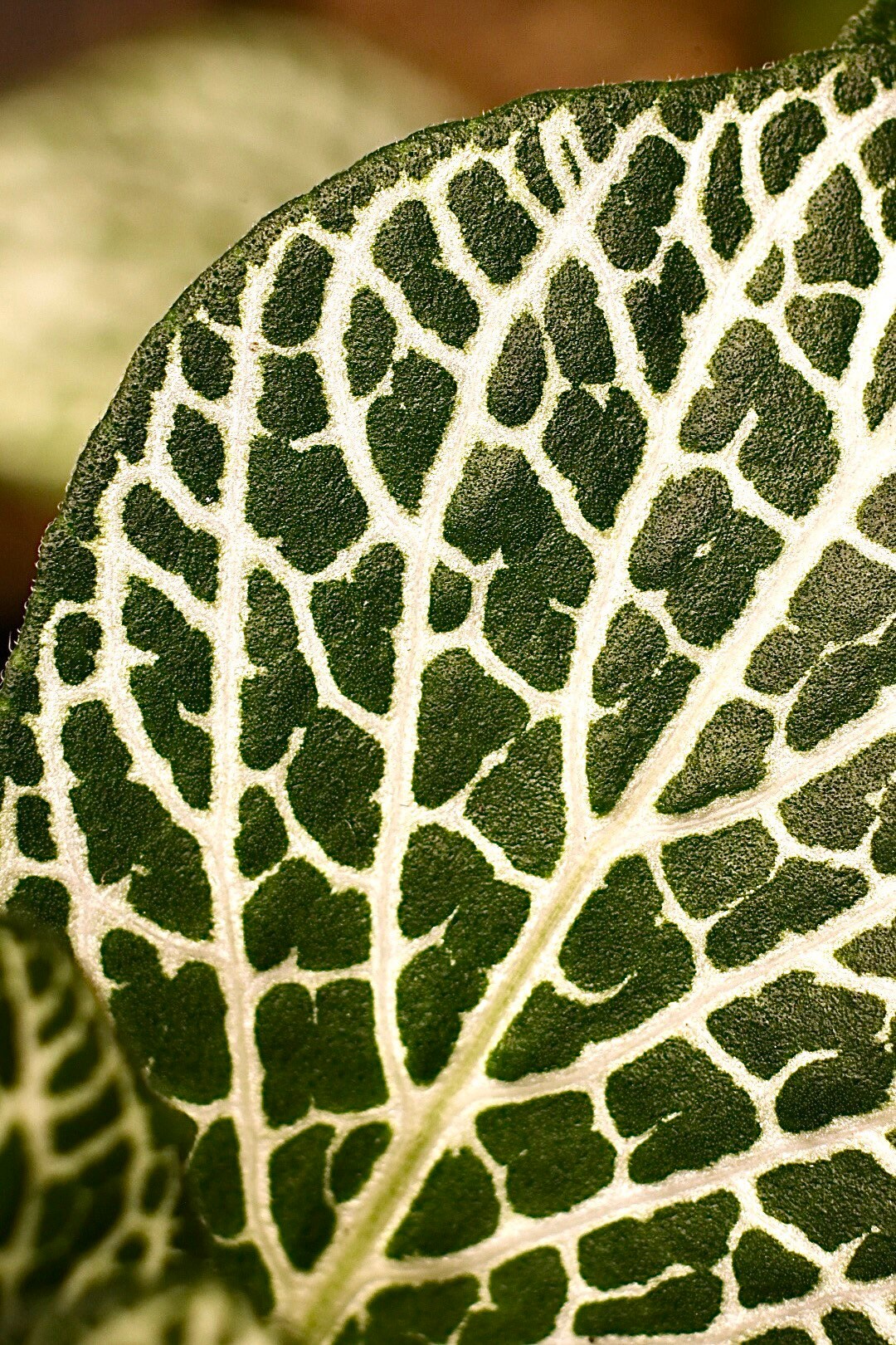 Fittonia Albivenis Nerve Plant