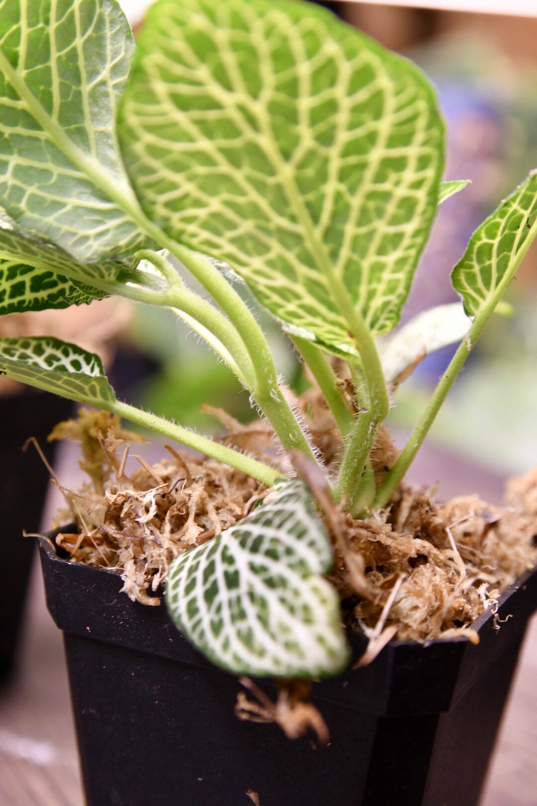 Fittonia Albivenis Nerve Plant