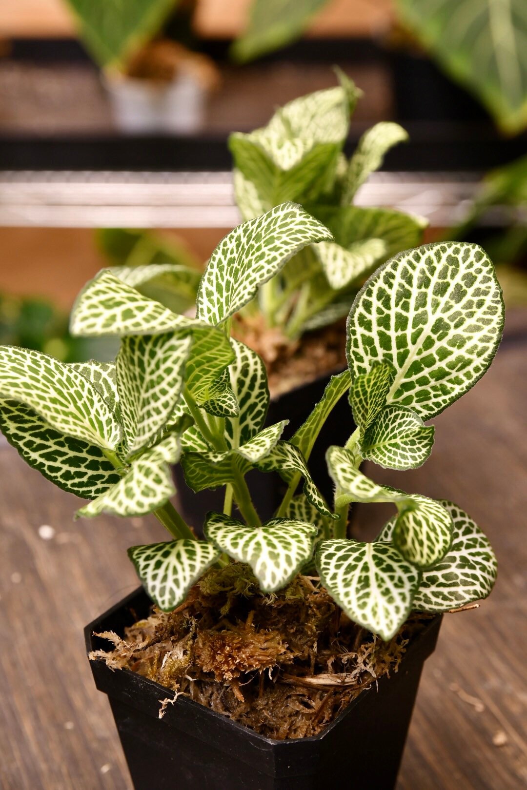 Fittonia Albivenis Nerve Plant