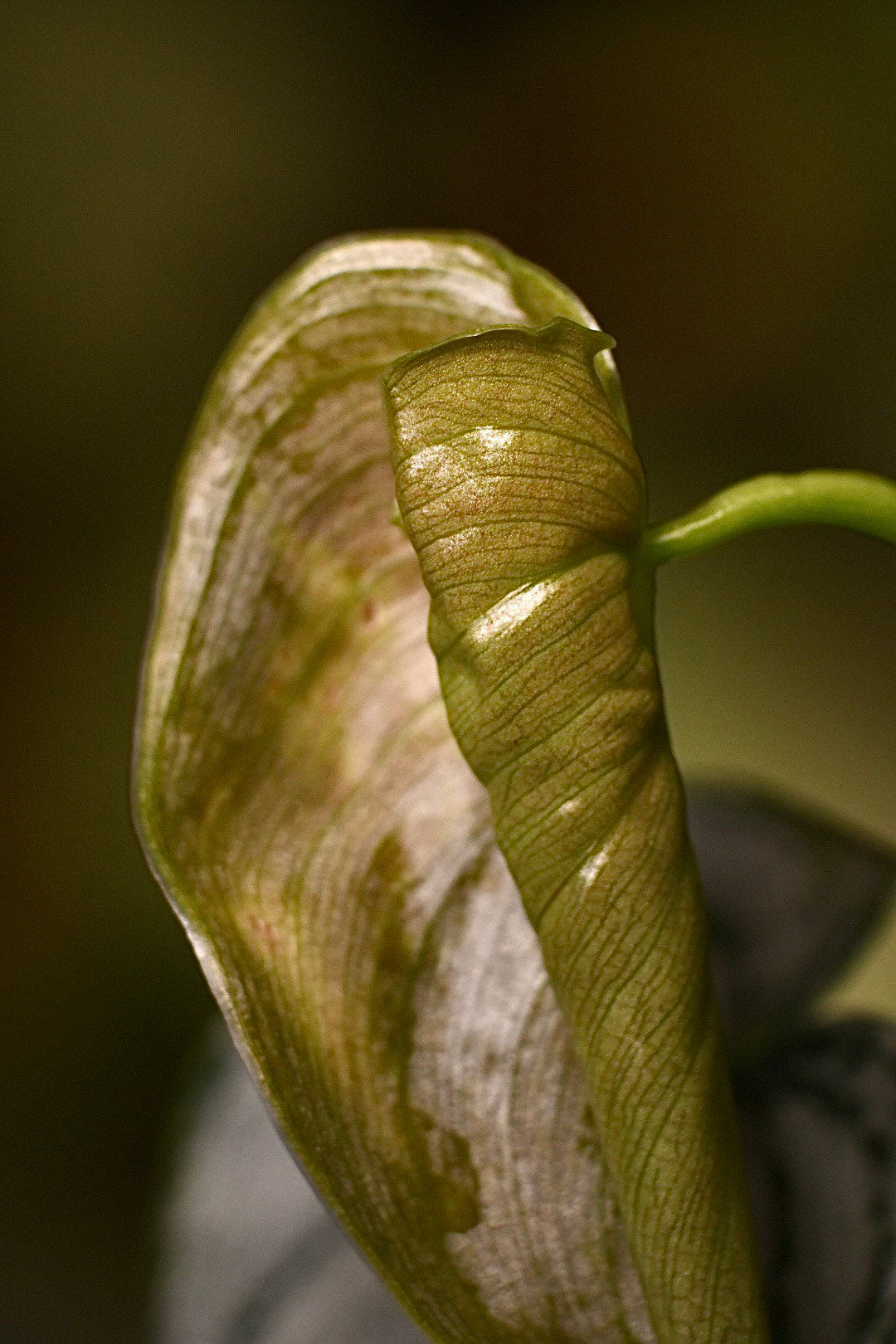 Philodendron Brandtianum