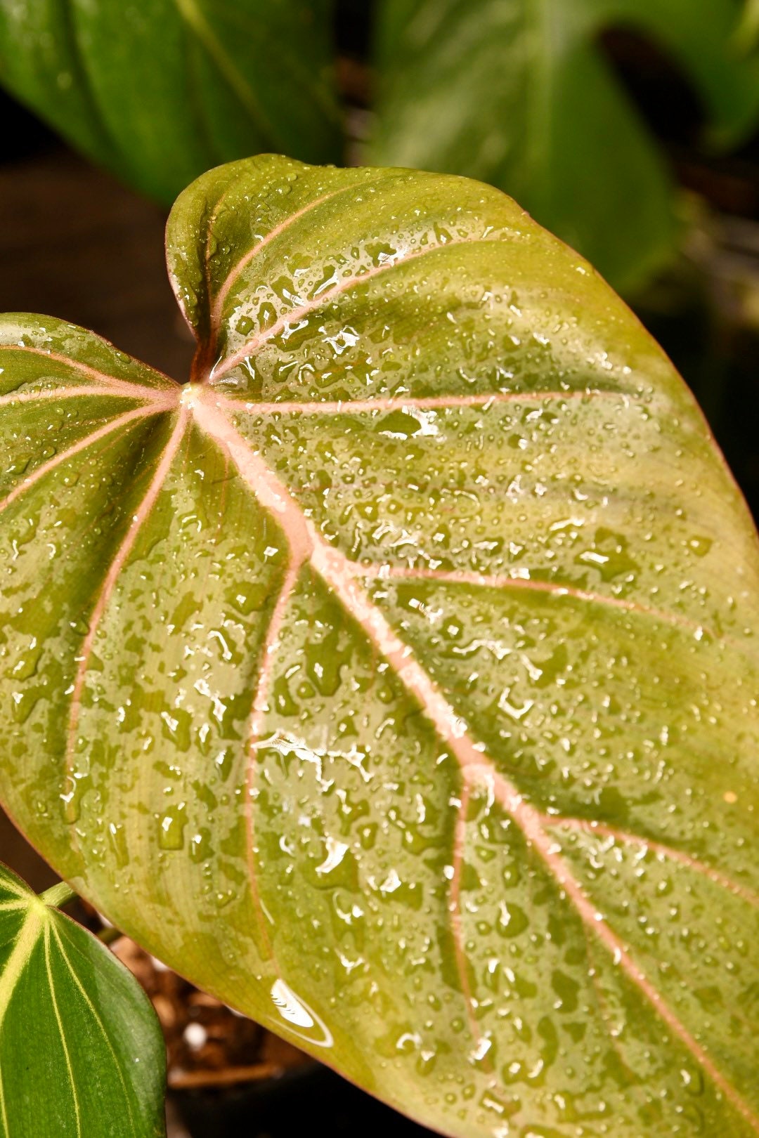 Philodendron Summer Glory