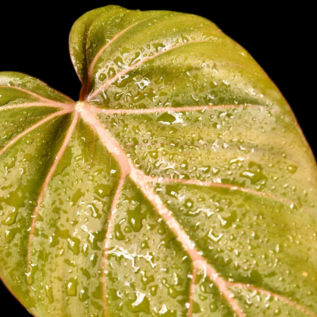philodendron summer glory mature Philodendron Summer Glory – NurseryRx