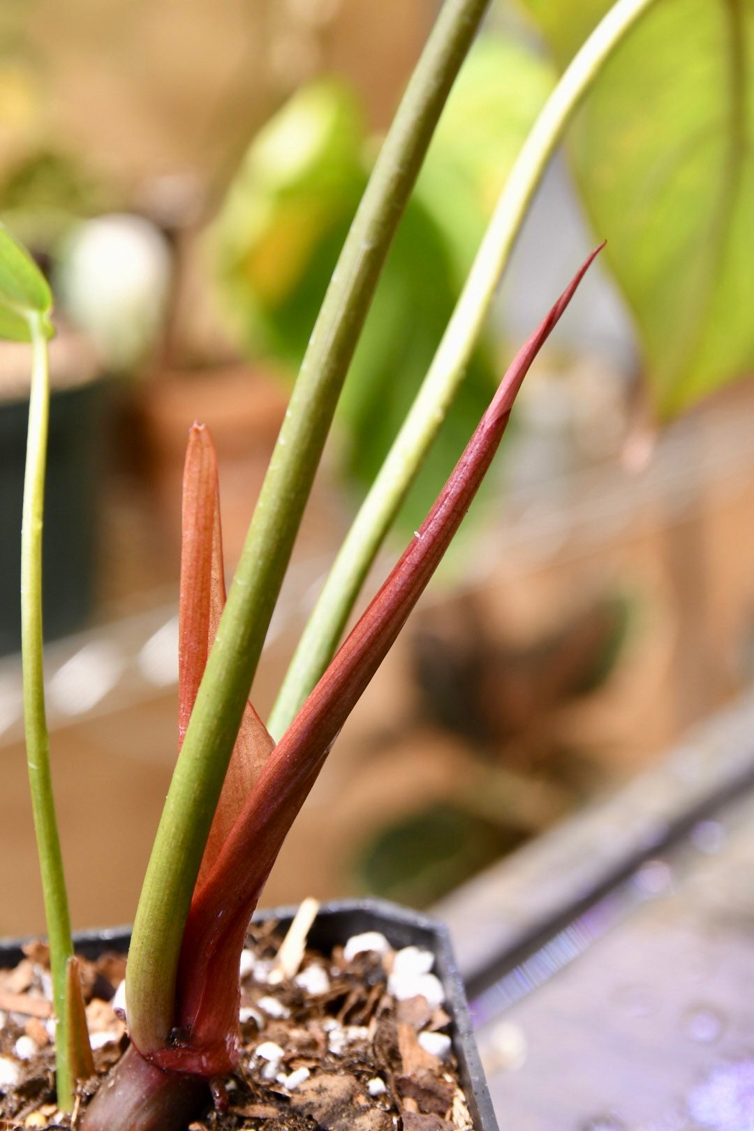Philodendron Summer Glory