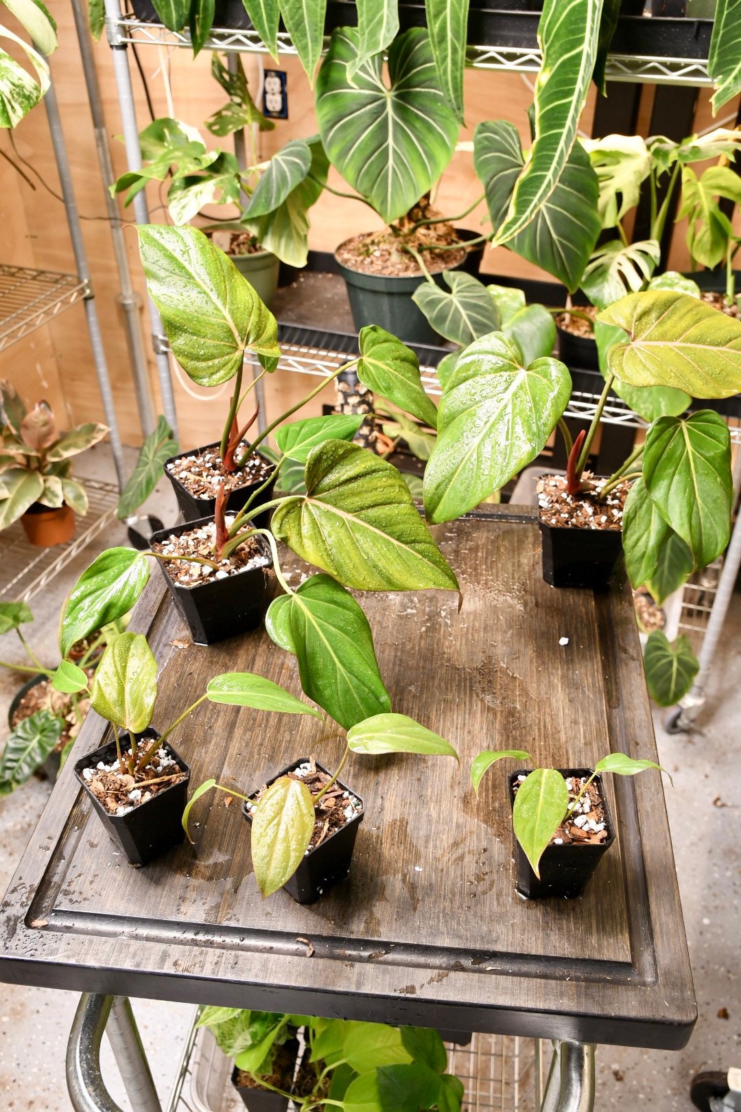 Philodendron Summer Glory