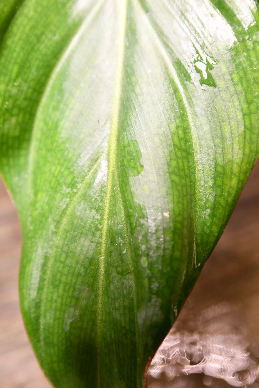 Philodendron Summer Glory