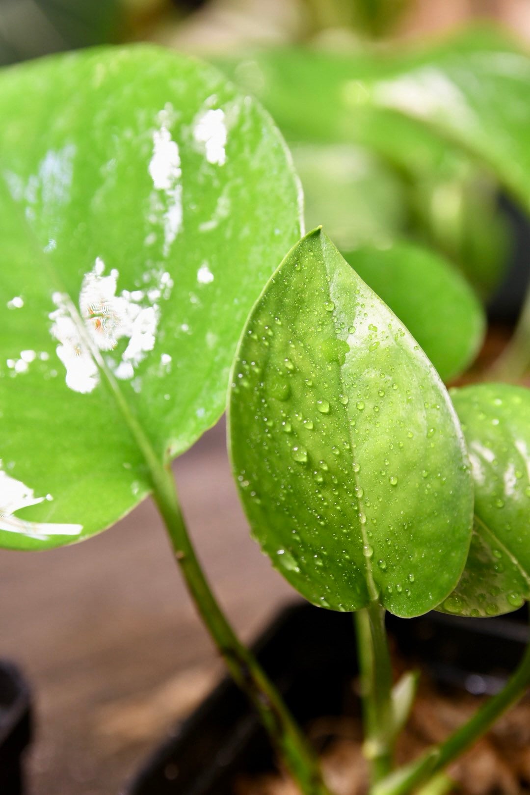 Pothos Jade