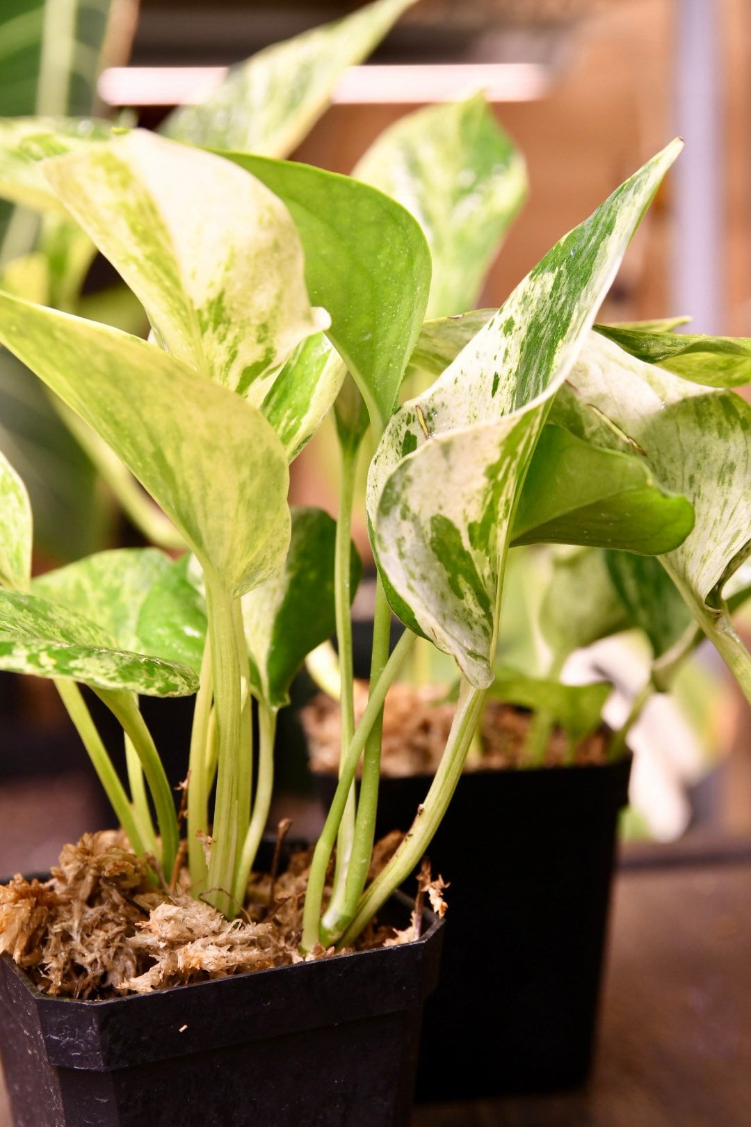 Pothos Marble
