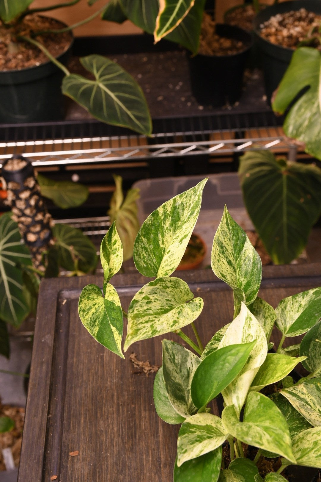 Pothos Marble