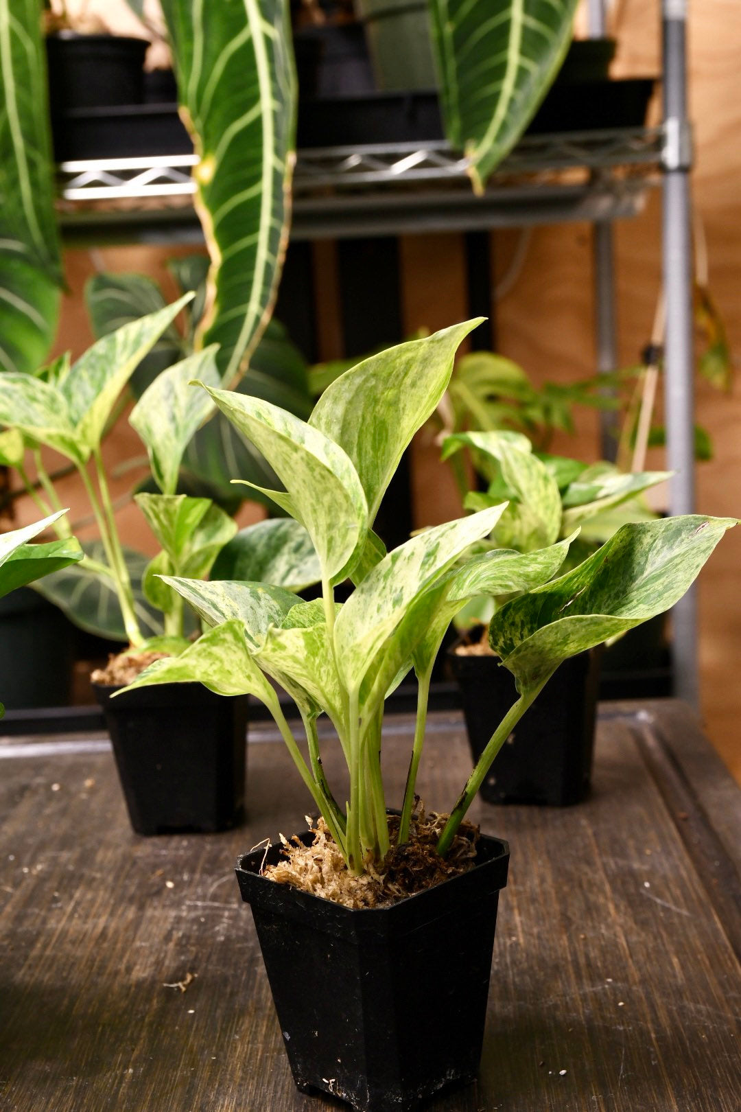 Pothos Marble