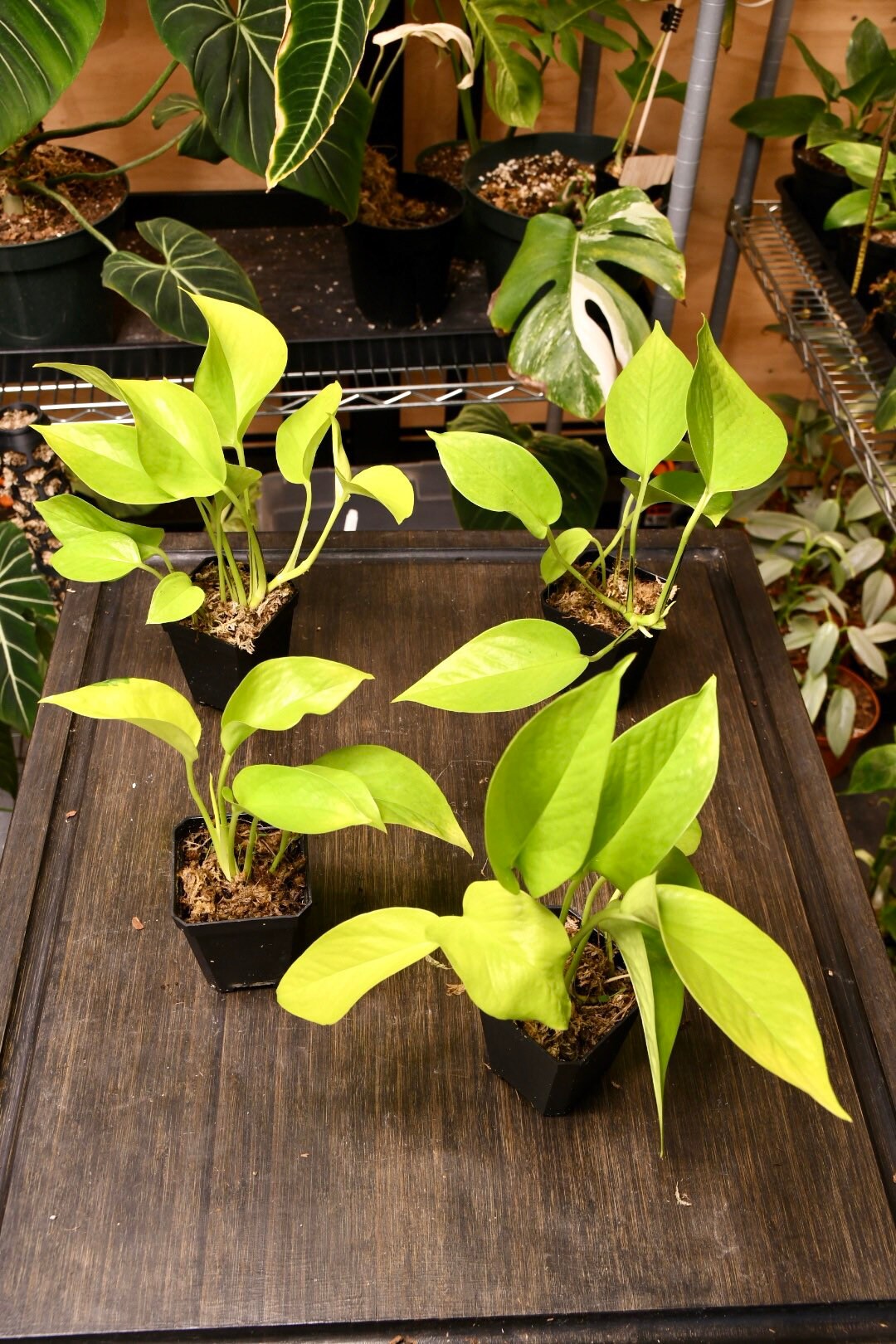 Pothos Neon