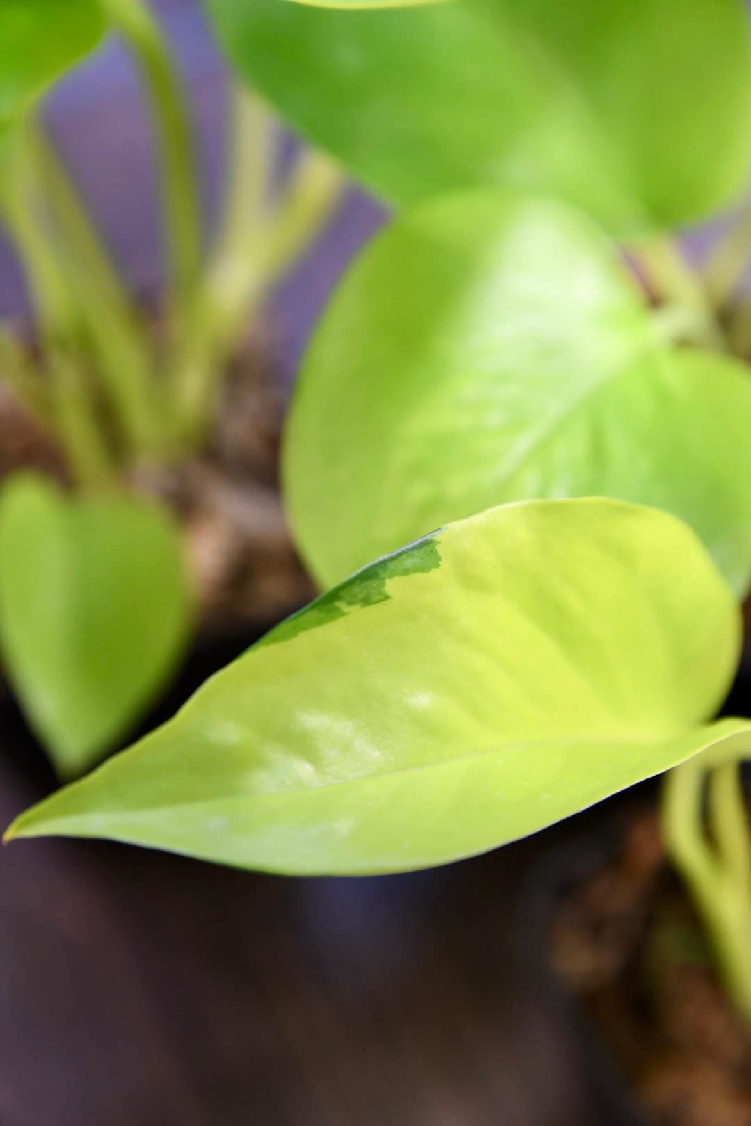 Pothos Neon