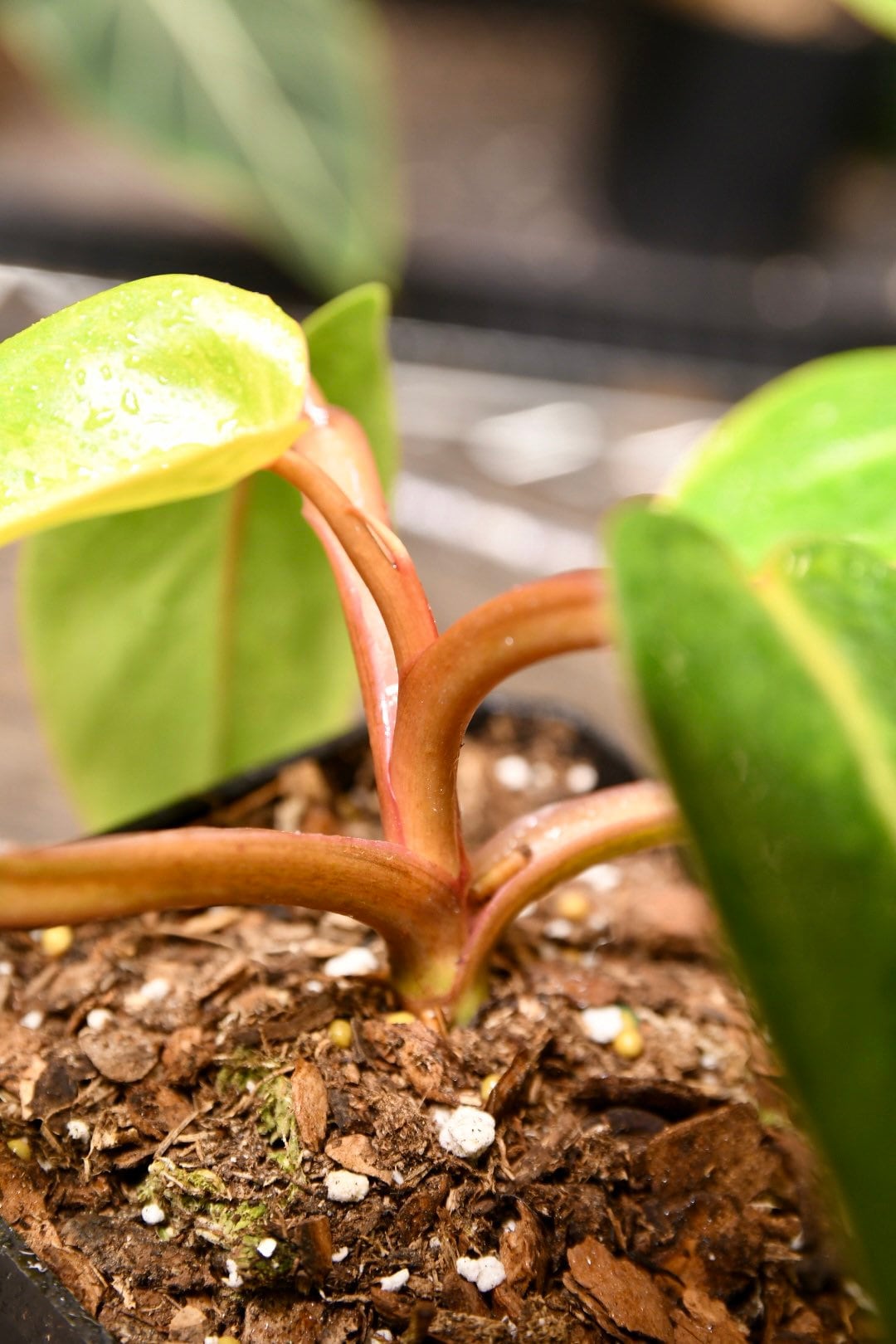 Philodendron Painted Lady
