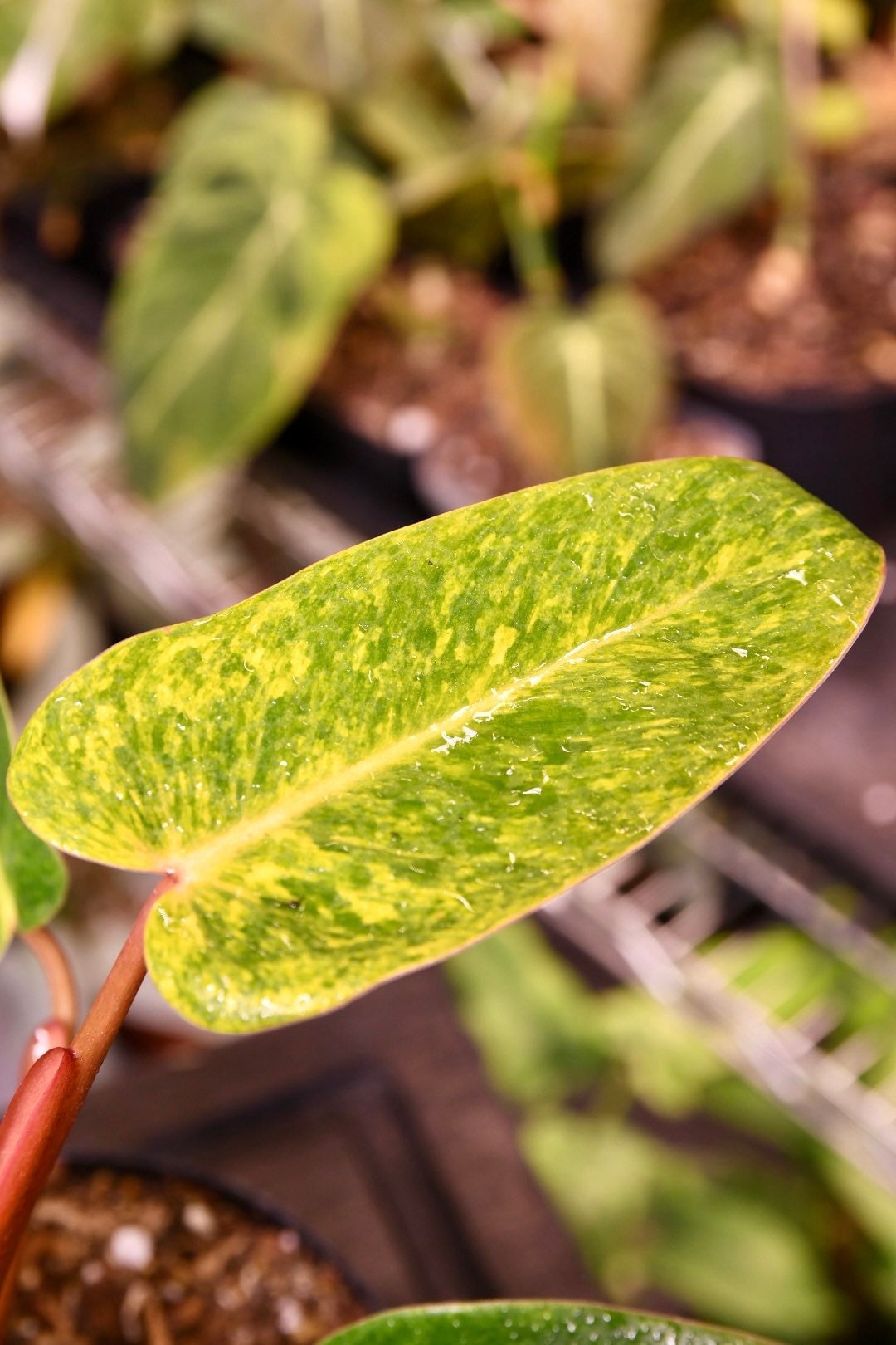 Philodendron Painted Lady