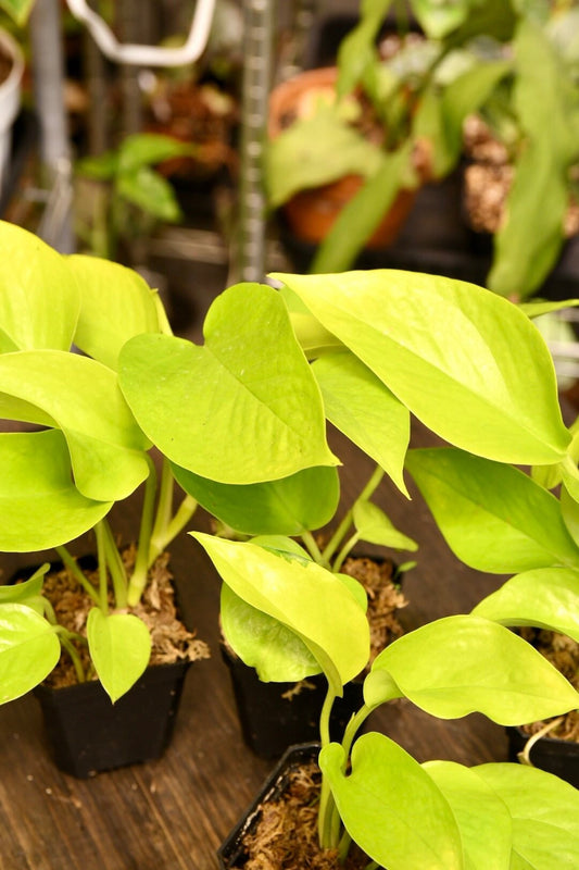 Pothos Neon
