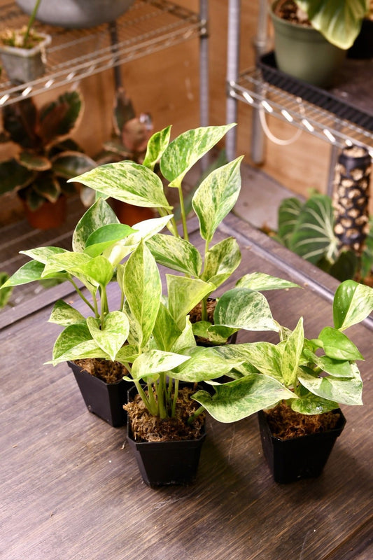 Pothos Marble