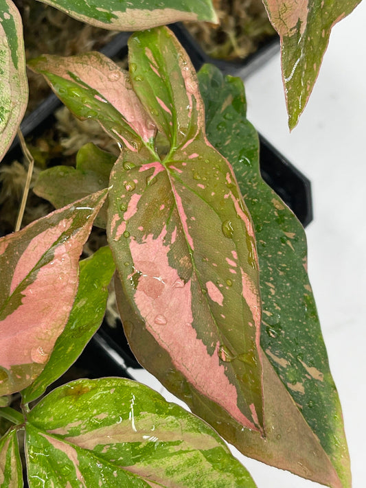 Syngonium Pink Splash