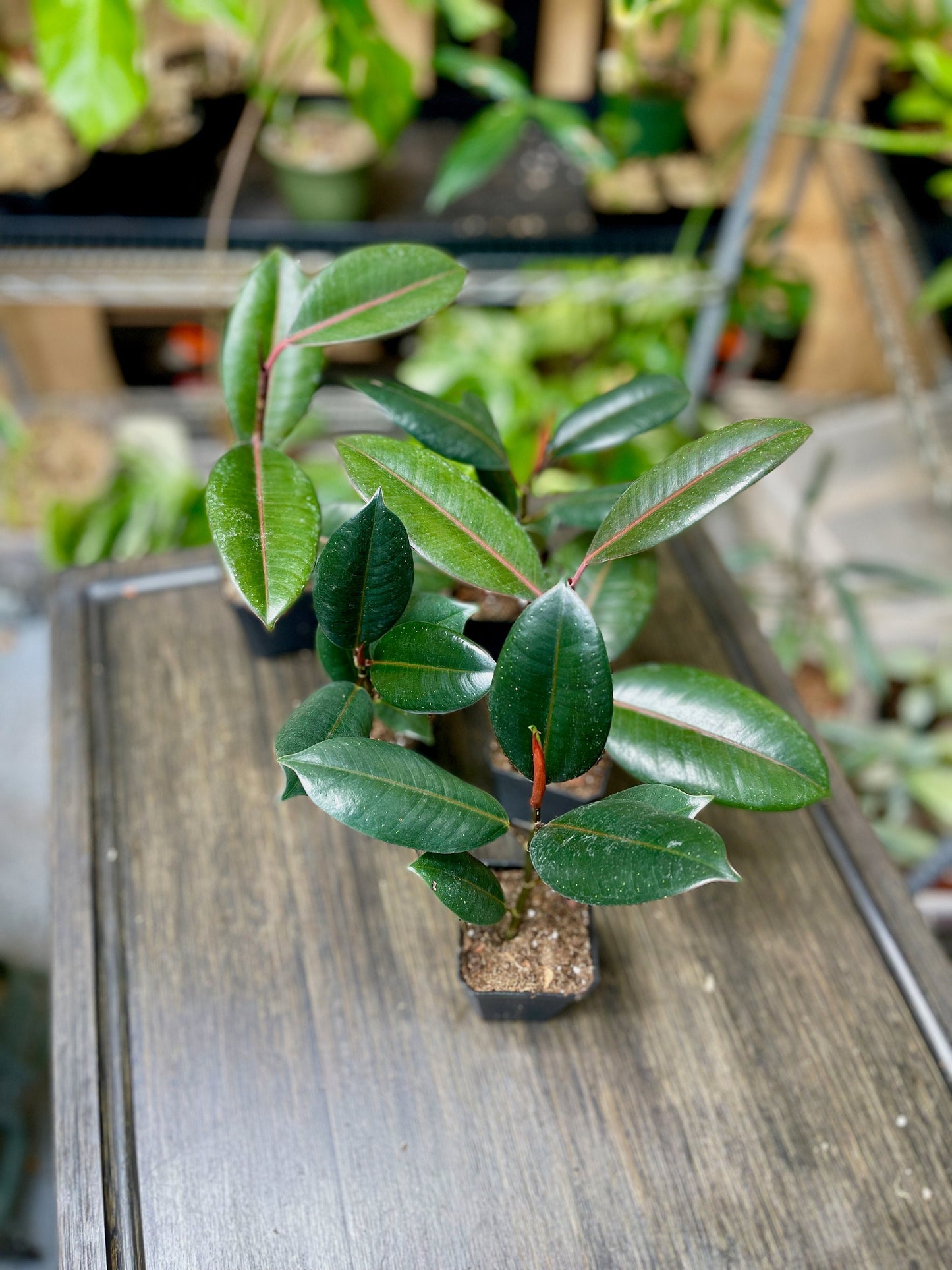 Ficus Elastica Burgundy