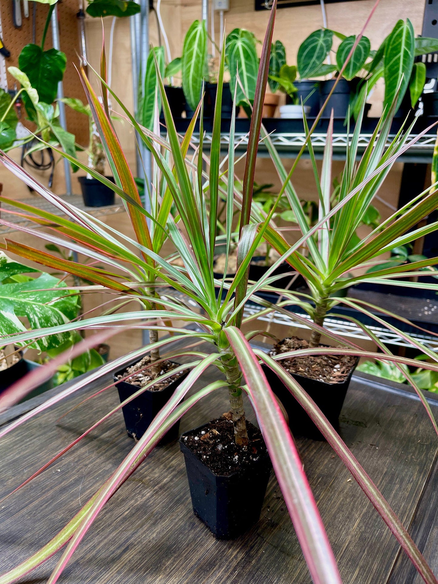 Dracaena Marginata Tricolor