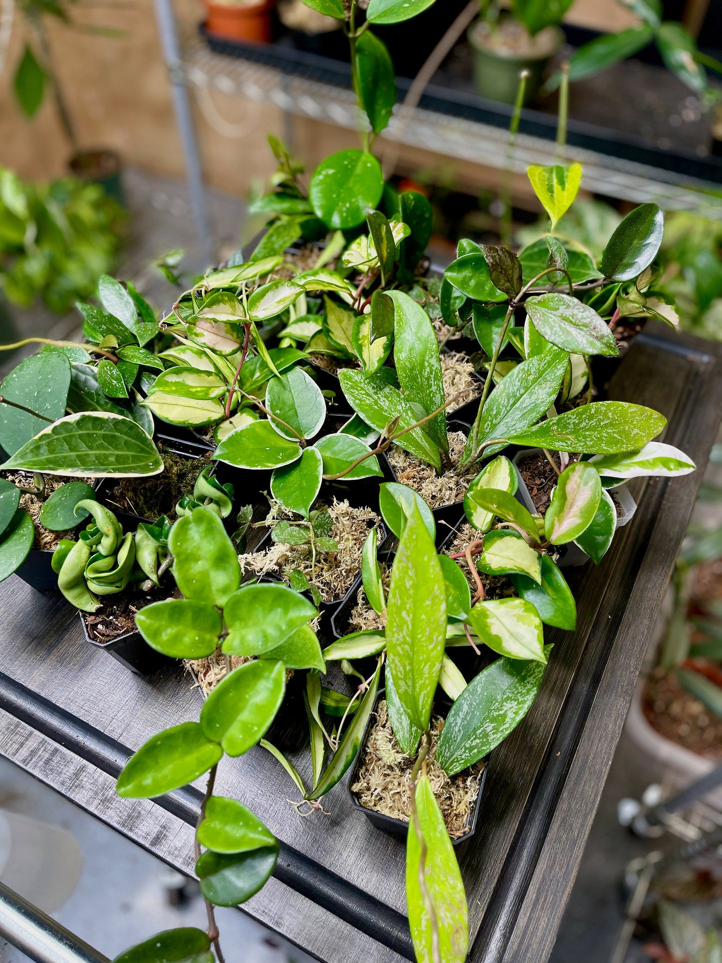 Hoya Bundle