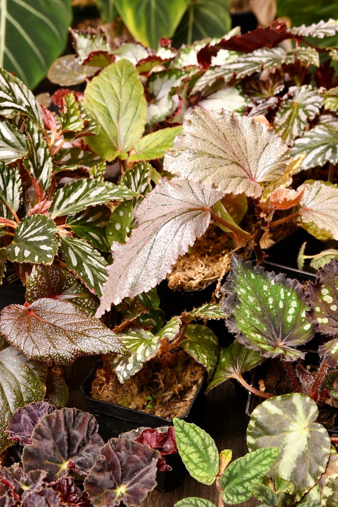 Mystery Begonia